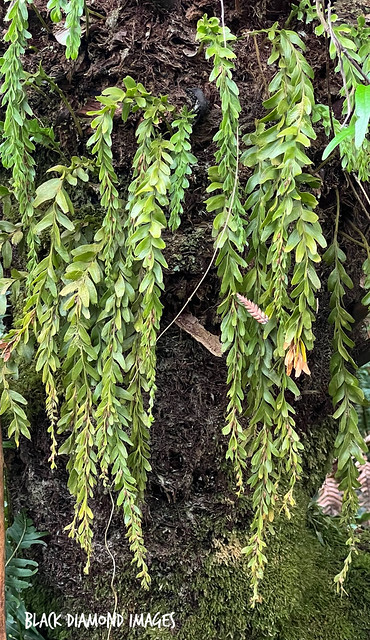 Tmesipteris obliqua - Common Fork Fern on Dicksonia antarctica - Soft Tree Fern, Man Fern