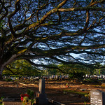 Alae Cemetery Driving north along the coast out of Hilo, Hawai’i, there is something that is certain to draw your attention. Clearly visible just to the east of the highway is the Alae Cemetery, dominated by this enormous ohai tree (Samanea saman). The tree arches majestically over a large area of graves, having a branching diameter of more than 50 meters (165 ft). My son and I paced it off!

Samanea saman is a species of flowering tree in the pea family, Fabaceae, native to Central and South America. Ohai is the Hawaiian name for the tree, also known as saman, rain tree or monkeypod tree. 

The Alae Cemetery is a quiet and peaceful place, with some graves grouped by ethnic origin, e.g., Korean and Mormon. 

Double-click image to enlarge. 
