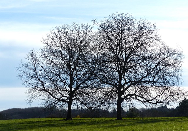Bäume zwischen Winter und Frühling - Zwillinge / Twins