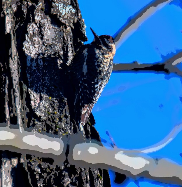 Photo illustration of a yellow bellied sapsucker.