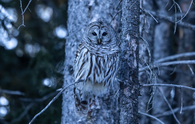 Always a hidden owl in knowledge