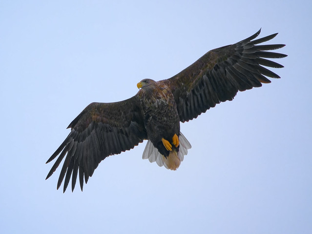 Another eagle in flight