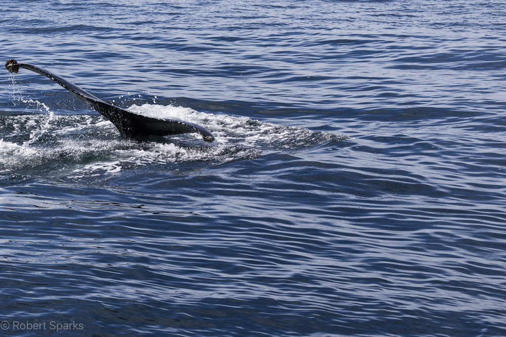 Puerto Penasco Whale Watching 2-24-24