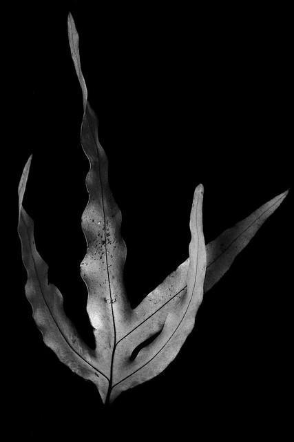 Leaf black and white
