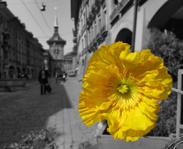 City_flower
