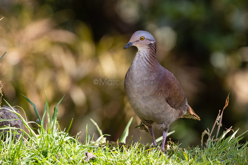 white-throated quail-dove (Zentrygon frenata)