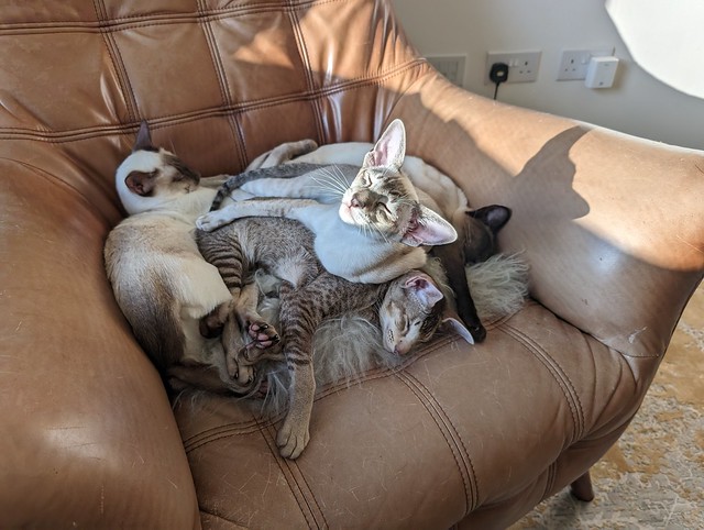 Cat pile!