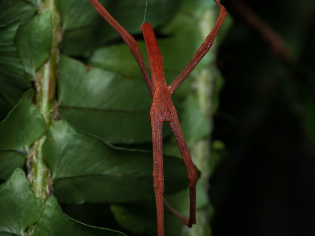 Rufous net-casting spider/ogre faced spider (Asianopis subrufa)