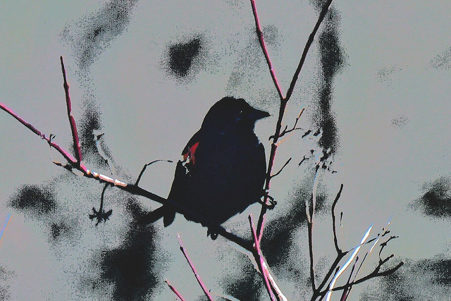 Photo illustration of a red winged Blackbird.