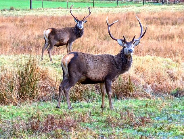 Two stags in a field, Scotland wildlife