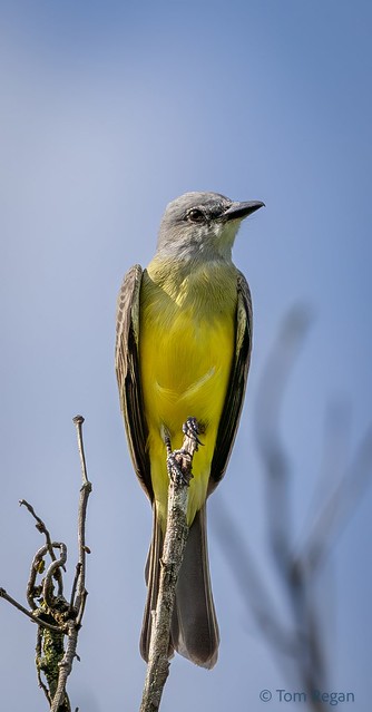 Standing Tall.  -   Tropical Kingbird