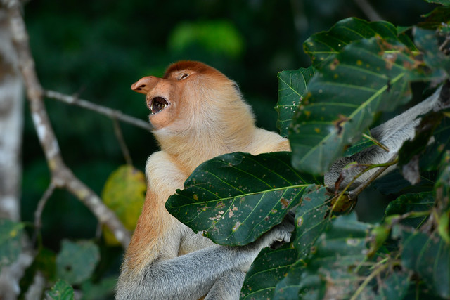 Proboscis Monkey Nose 3