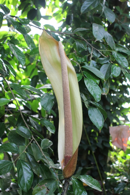 Anchomanes difformis (Blume) Engl. (Anchomanes difformis var. pallidus Hook.) -  BG Meise 240124-1