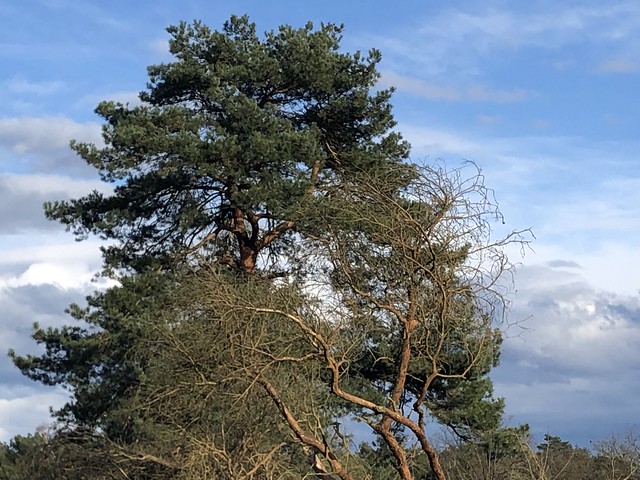 tree on the heathland