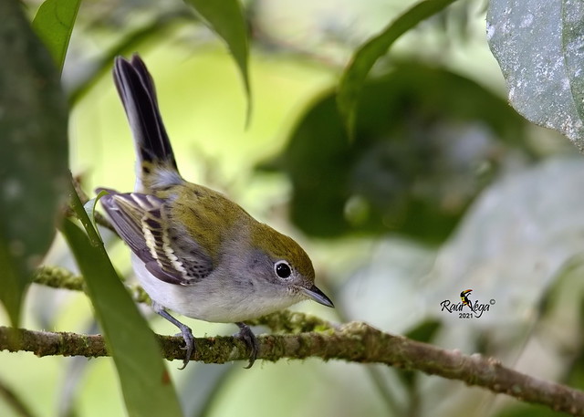 Reinita Flanquicastaña -Chesnut-sided Warbler - (Setophaga pensylvanica)
