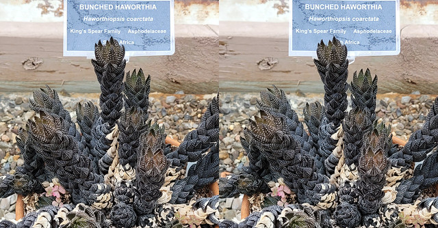 Bunched Haworthia Cactus - 3D Parallel View