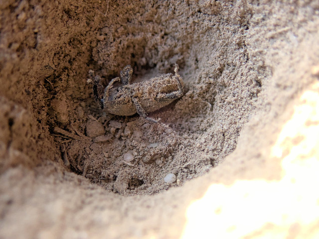 Weevil in an ant lion pit
