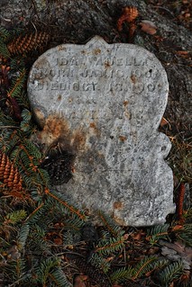 Small Tombstone Nestled Among the Spruce