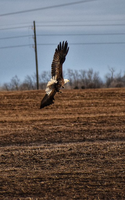 Eagle Flying Over Farm Field
