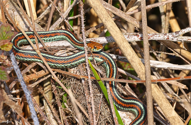 San Francisco Garter Snake (Thamnophis sirtalis tetrataenia)