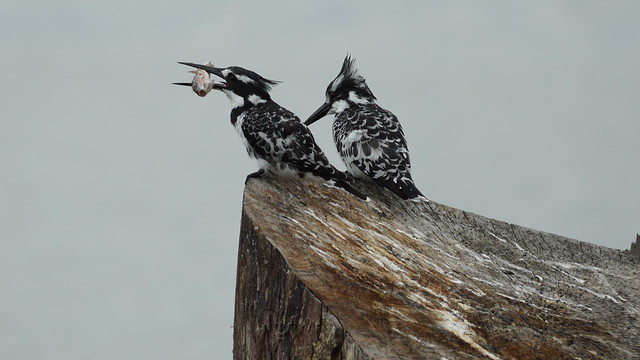 Pied Kingfisher pair (with its catch) on a cloudy noon at Lake Naivasha - Kenya (low light photography)
