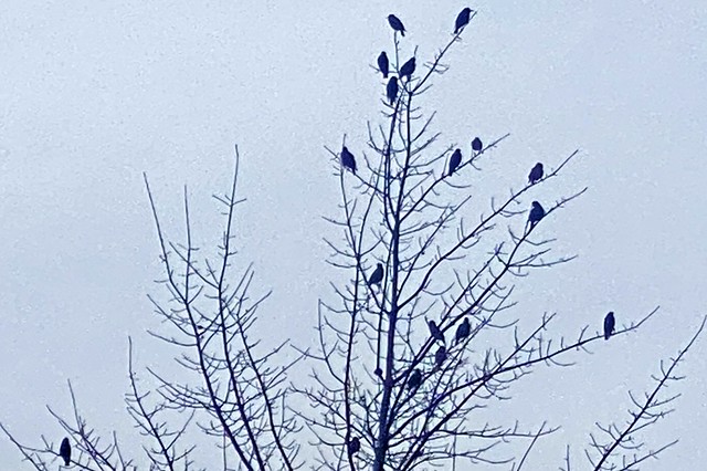 Random Photos! - Bird Tree!