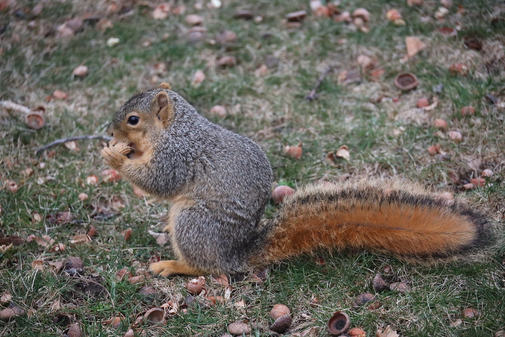 Fox Squirrels in Ann Arbor at the University of Michigan on February 28th, 2024