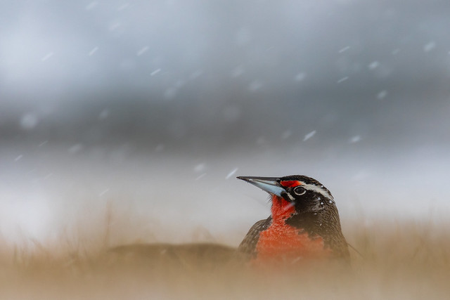 Meadowlark in Snow Storm