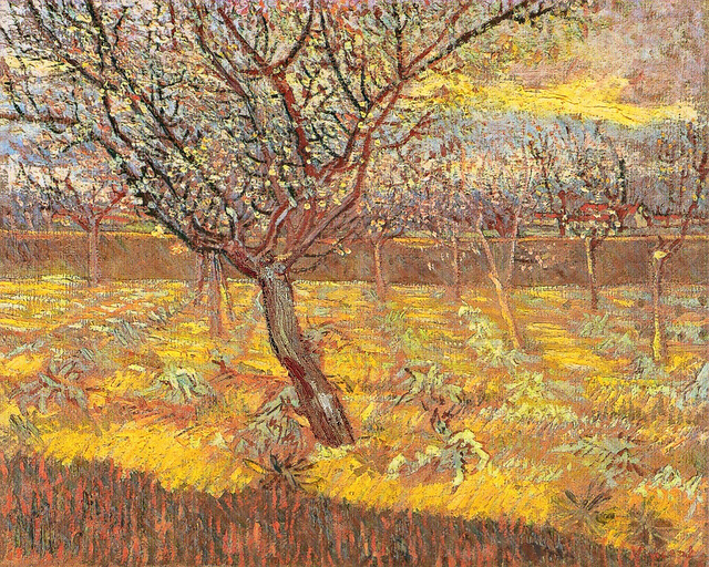 Impressionist  Apricot Trees in Bloom