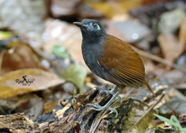 Hormiguero Dorsicastaño - Chestnut-backed Antbird - (Myrmeciza exsul)