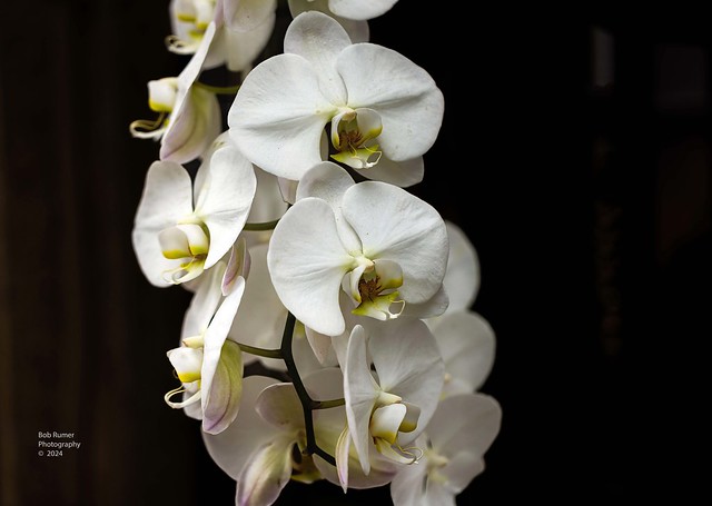 Orchid White.