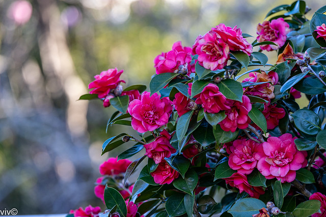 On a sunny winter afternoon, pretty Camellias in bloom at our garden. They are found in eastern and southern Asia, from the Himalayas east to Japan and Indonesia.