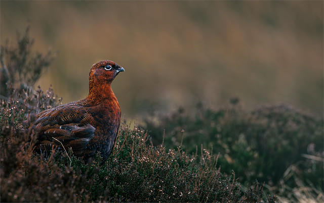 Red Grouse in the Yorkshire Dales.