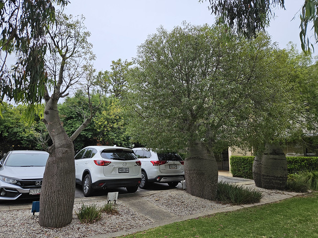 Australian Bottle Tree/ Queensland Bottle Tree (Brachychiton Rupestris), Adelaide city centre.