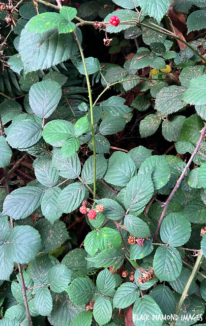 Rubus fruticosus -  Blackberry, European Blackberry