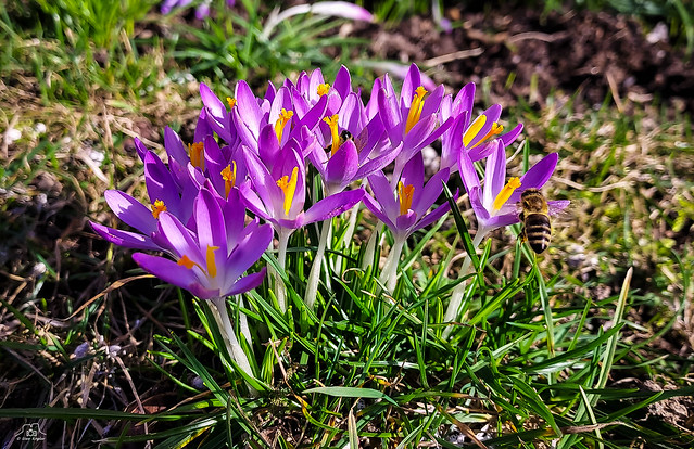 Signs of spring - Frühlingsboten
