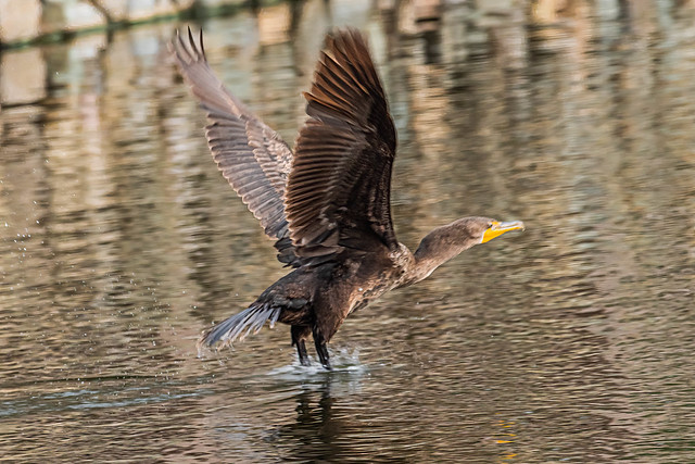 Double Crested Cormorant in Flight