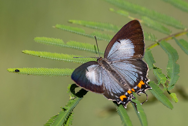 Common Imperial Blue Butterfly 252 4376