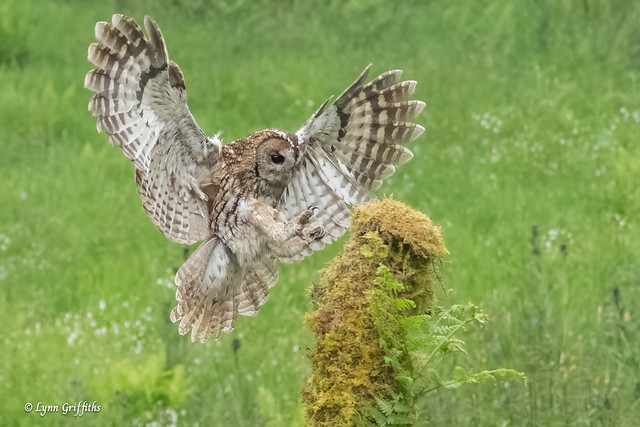 Tawny Owl - Wild 503_5064.jpg