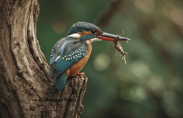 A Kingfisher with a  Centipede