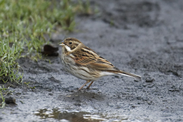 Reed Bunting on the ground