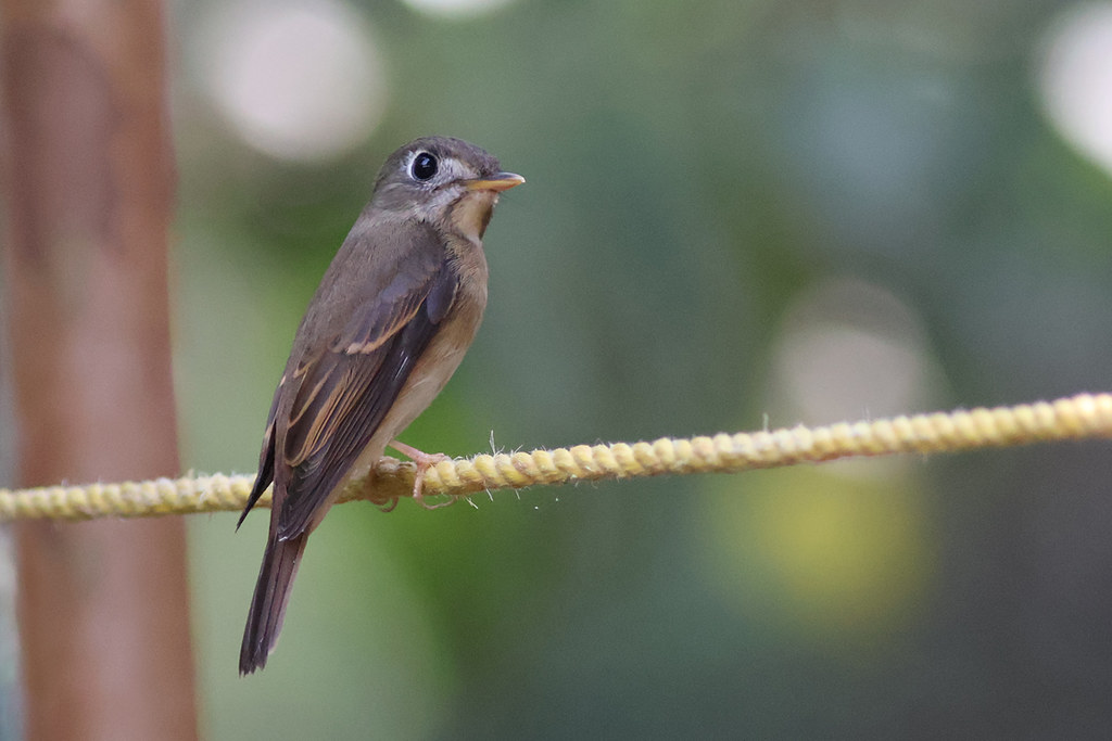 Brown-Breasted Flycatcher