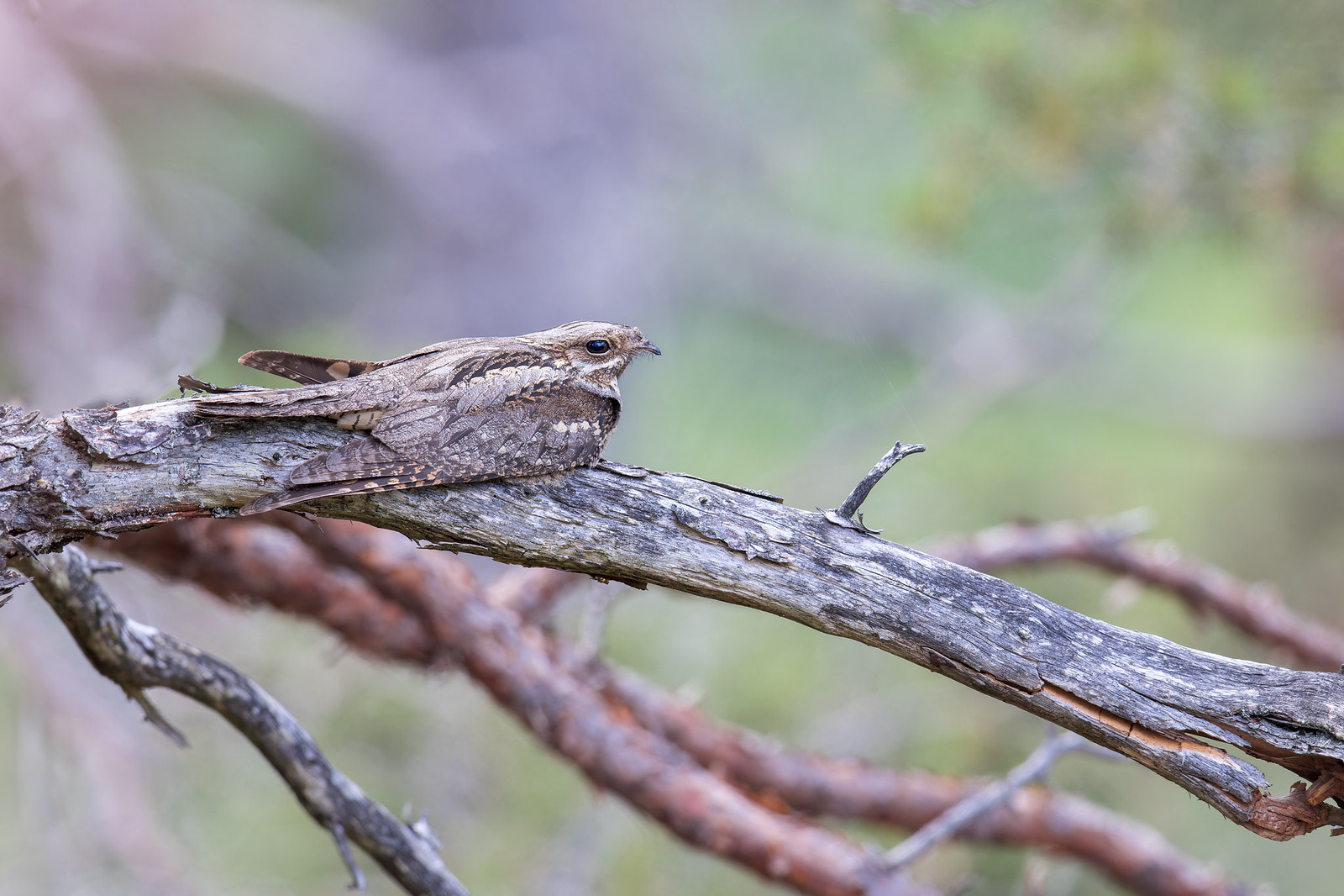 Caprimulgus europaeus | European Nightjar | nattskärra