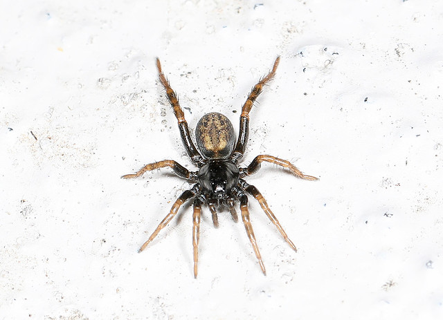 061/365 - Wolf Spider - Allocosa funerea, Rippon Lodge, Woodbridge, Virginia, March 1, 2024