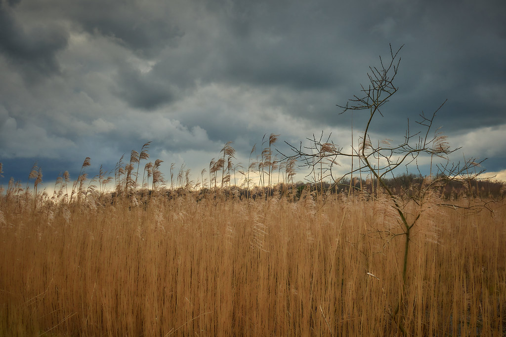 Reeds in the moorland