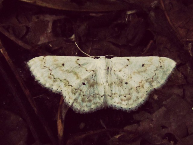 little moth in winter
