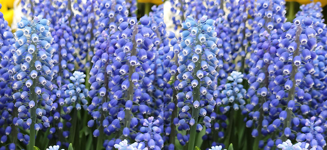 Tiny Blue Bell Flowers (Grape Hyacinth) - 3D Cross View