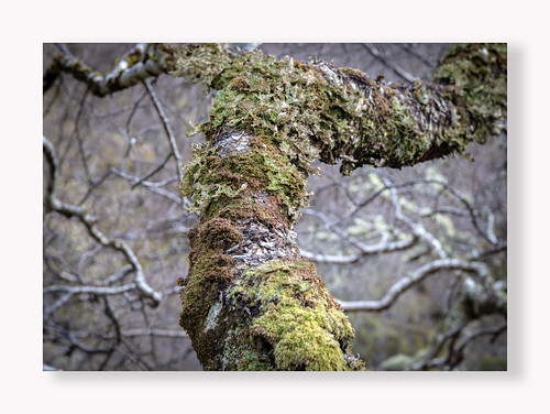 Branching out.... | by BingleymanPhotos