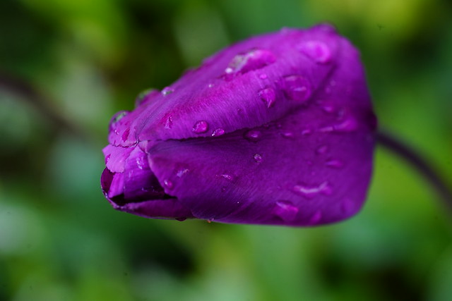_DSC4906 Tulpe -Tulip