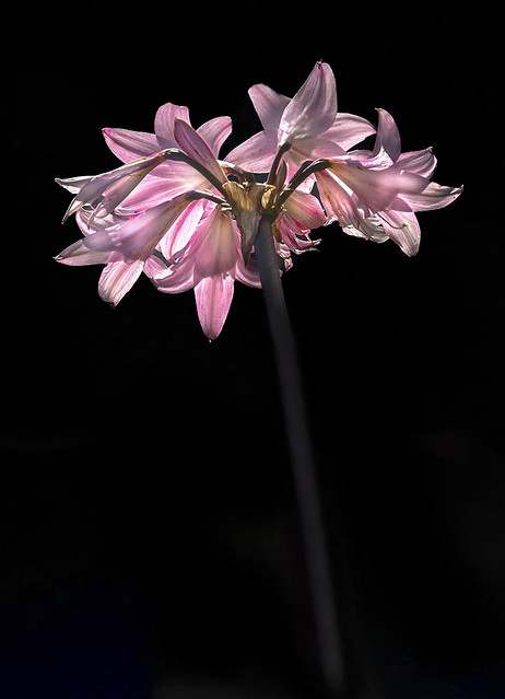 Belladonna Lily